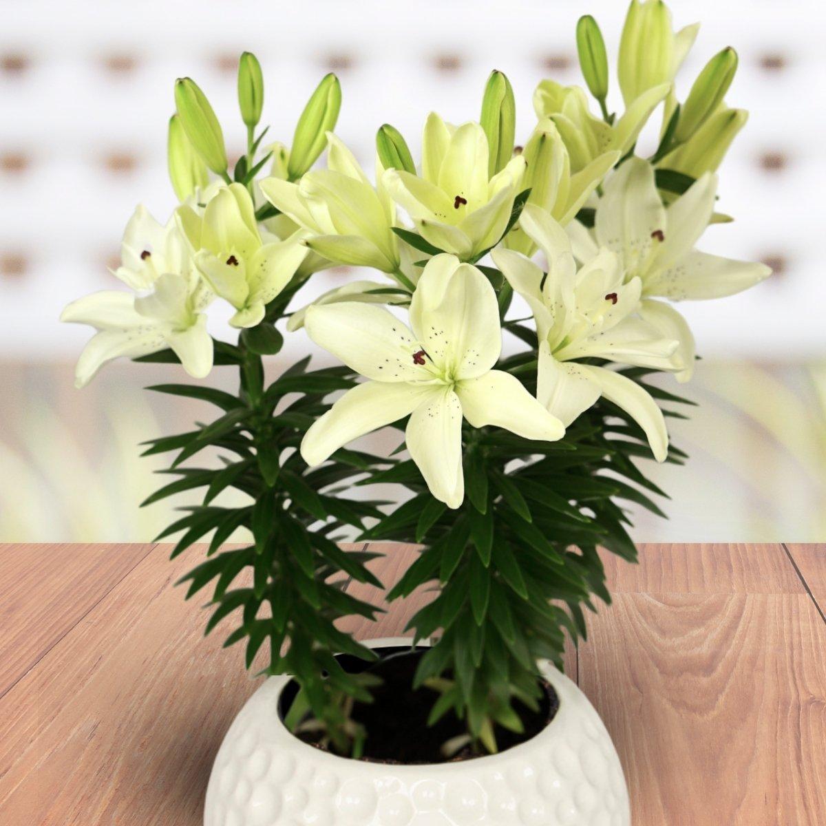 ひかり　MUSE de Deuxieme Classe Lily Lily Pura Puro - Asiatic Double Pot 12/14 | Leo Berbee Bulb Company